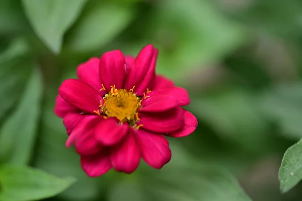 Egy Közeli Kép Egy Virágról — Stock Fotó