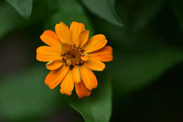 Красивые Оранжевые Цветы Саду Летний Солнечный День — стоковое фото