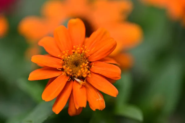 Güneşli Yaz Gününde Bahçede Güzel Portakal Çiçekleri — Stok fotoğraf