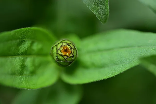 Bir Çiçek Tomurcuğunun Yakın Çekimi — Stok fotoğraf