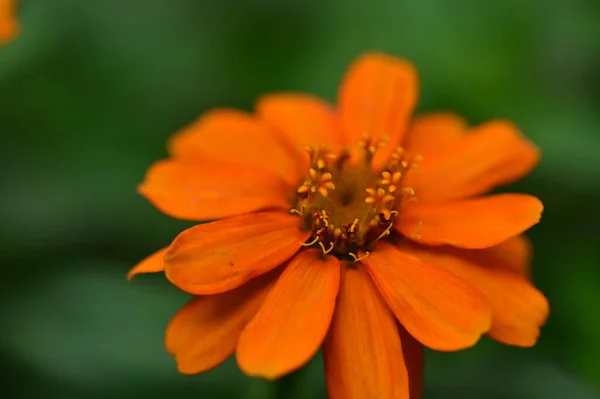 stock image beautiful orange flowers in the garden at summer sunny day 