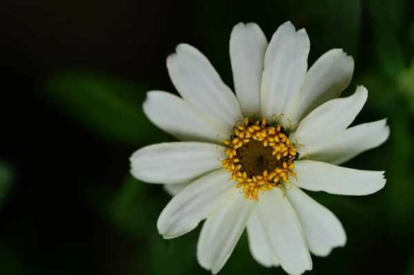 Hvid Blomst Haven - Stock-foto
