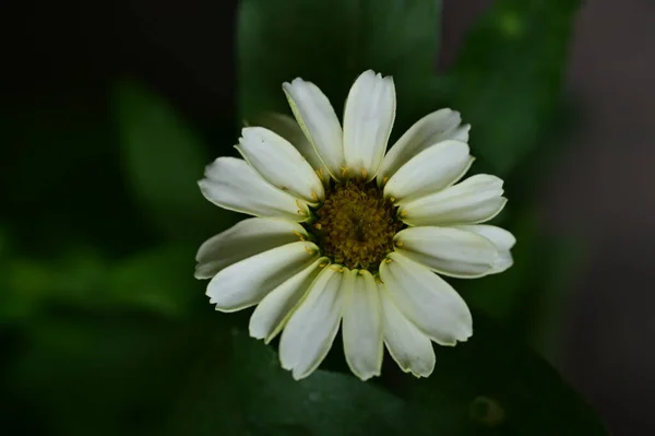 Flor Blanca Jardín —  Fotos de Stock