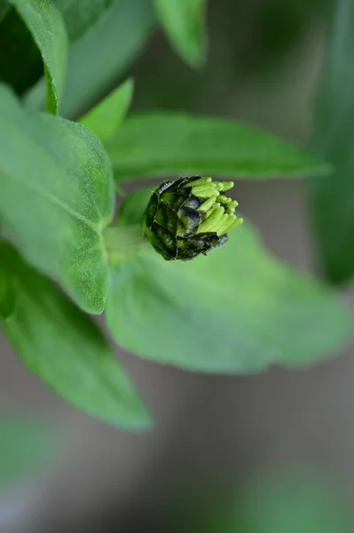 Closeup Shot Flower Bud — Stock Photo, Image