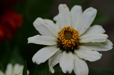 Bahçedeki beyaz çiçek 