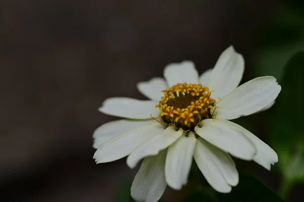 Біла Квітка Саду — стокове фото