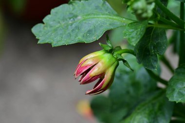 Bir çiçek tomurcuğunun yakın çekimi.