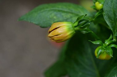 Bir çiçek tomurcuğunun yakın çekimi.