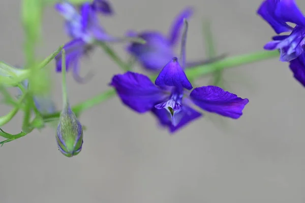 Piękne Niebieskie Kwiaty Ogrodzie — Zdjęcie stockowe