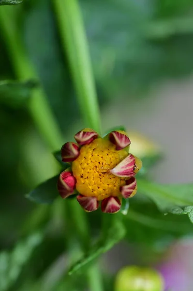 Zbliżenie Ujęcie Kwiatu — Zdjęcie stockowe
