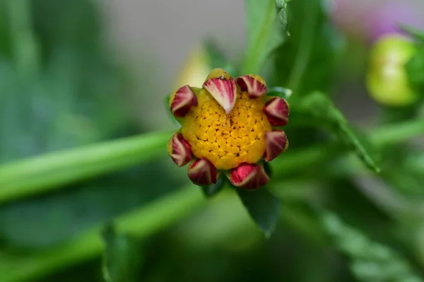 Eine Nahaufnahme Einer Blume — Stockfoto