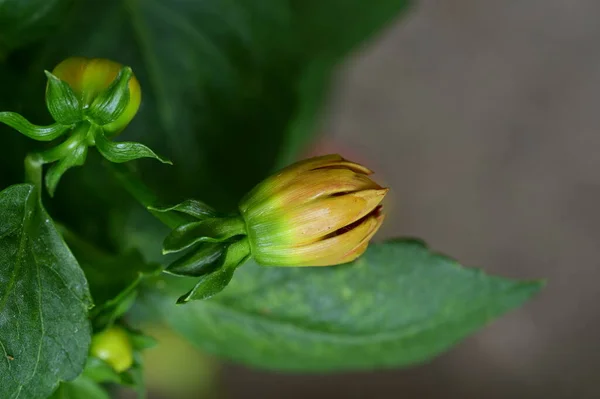 Крупним Планом Знімок Квіткового Бутона — стокове фото