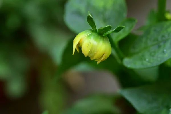 花の芽のクローズアップショット — ストック写真
