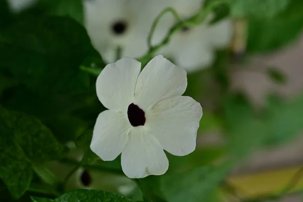 Zbliżenie Ujęcie Kwiatów — Zdjęcie stockowe