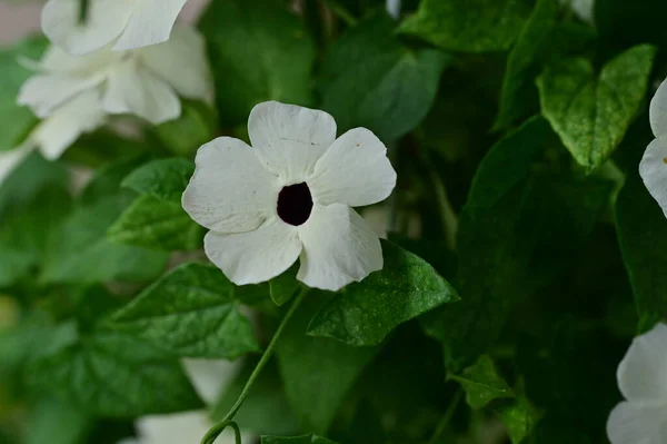 Closeup Shot Flowers — Stock Photo, Image