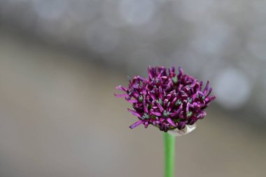 Bahçedeki güzel çiçek 