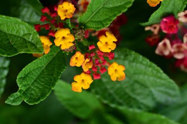 Bahçedeki küçük çiçekleri yakın plan çek.