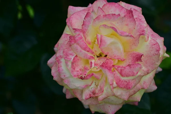 Zbliżenie Ujęcie Róży — Zdjęcie stockowe