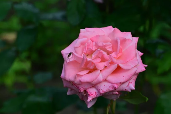 Ένα Κοντινό Πλάνο Ενός Τριαντάφυλλου — Φωτογραφία Αρχείου