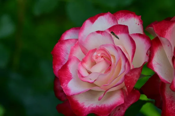 Eine Nahaufnahme Einer Rose — Stockfoto