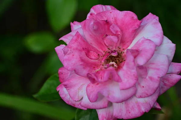 Primo Piano Una Rosa — Foto Stock