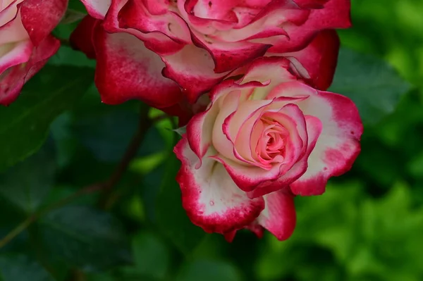 Ένα Κοντινό Πλάνο Τριαντάφυλλα Λουλούδια — Φωτογραφία Αρχείου