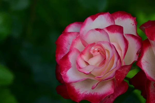 Primo Piano Fiore Rosa — Foto Stock