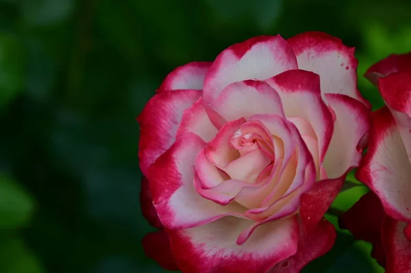 Detailní Záběr Růžové Květiny — Stock fotografie