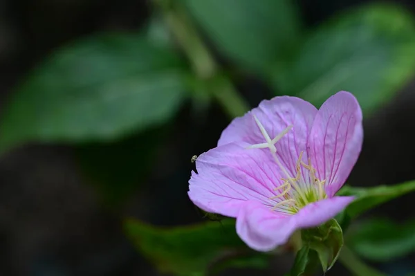 Vacker Blomma Trädgården — Stockfoto