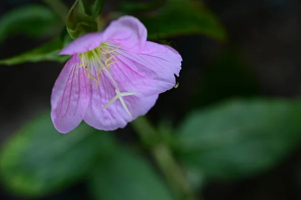 Vacker Blomma Trädgården — Stockfoto