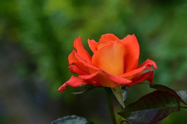 Zdjęcie Bliska Kwiatu Róży — Zdjęcie stockowe