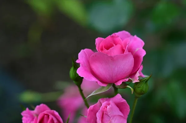 Close Flores Rosas — Fotografia de Stock