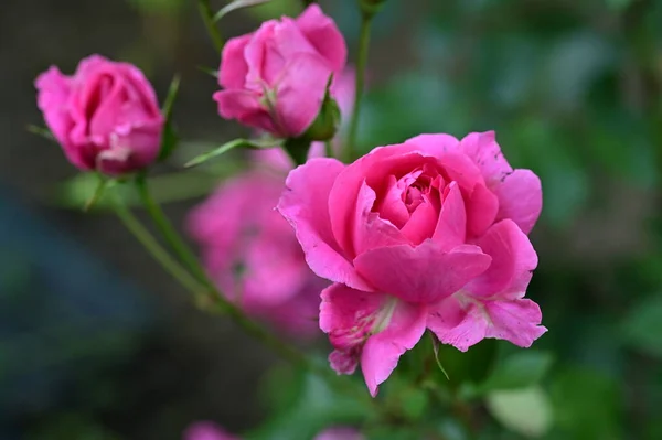 Detailní Záběr Růží Květiny — Stock fotografie