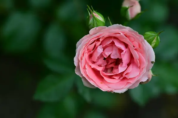 Close Seup Shot Rose Flower — стоковое фото