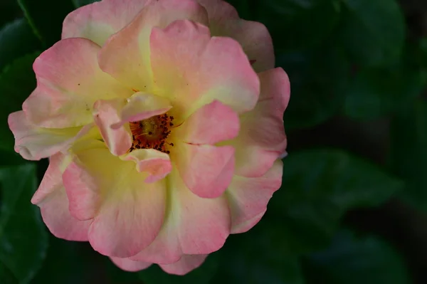 Egy Közelkép Rózsa Virág — Stock Fotó