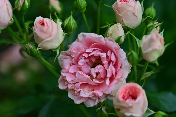 Gros Plan Fleurs Roses — Photo