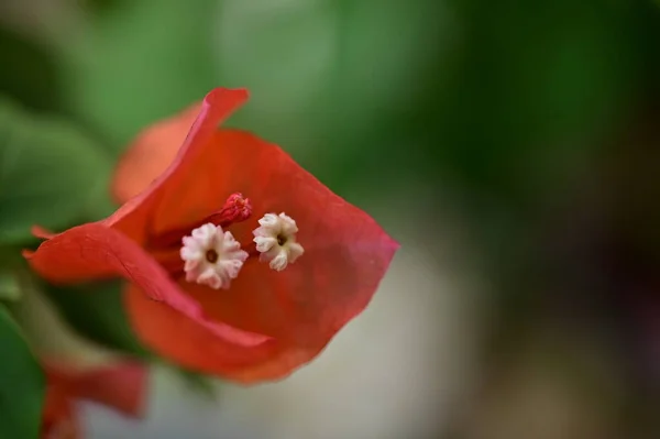 Flori Roșii Frumoase Grădină — Fotografie, imagine de stoc