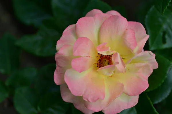 Gyönyörű Rózsa Kertben Virágos Háttér — Stock Fotó