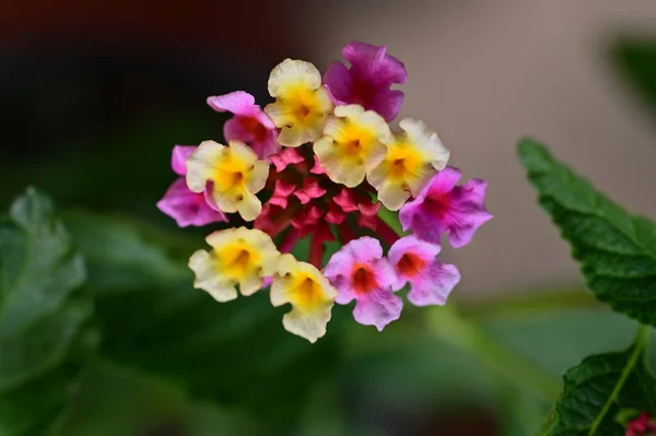 Gros Plan Minuscules Fleurs Dans Jardin — Photo