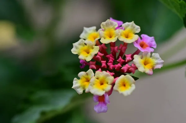 Närbild Skott Små Blommor Trädgården — Stockfoto