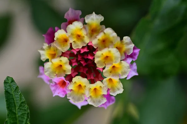 stock image close up shot of tiny flowers in the garden