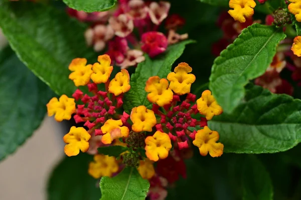 Κοντινό Πλάνο Μικροσκοπικών Λουλουδιών Στον Κήπο — Φωτογραφία Αρχείου
