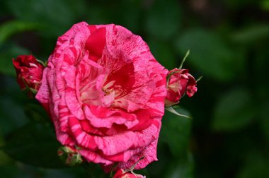 Güneşli yaz gününde bahçede büyüyen güzel güller. 