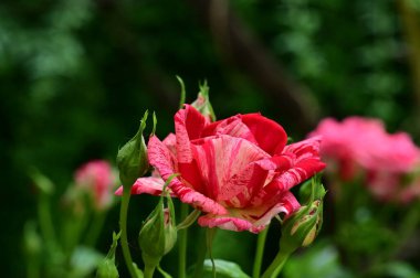 Güneşli yaz gününde bahçede büyüyen güzel güller. 