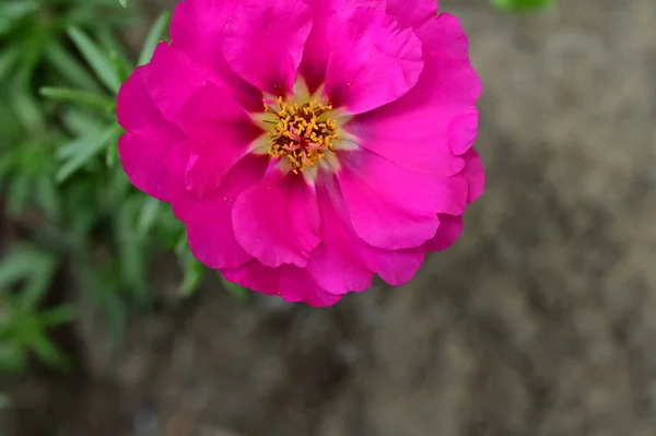 Piękny Kwiat Ogrodzie — Zdjęcie stockowe