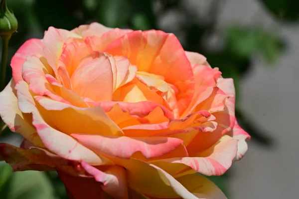 Красивый Нежный Цветок Розы Саду — стоковое фото