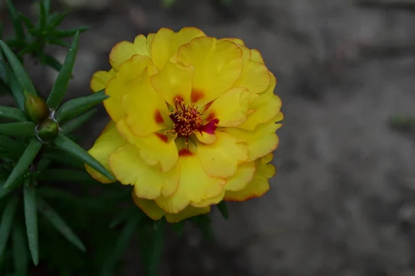 Belas Flores Amarelas Fundo Conceito Floral — Fotografia de Stock