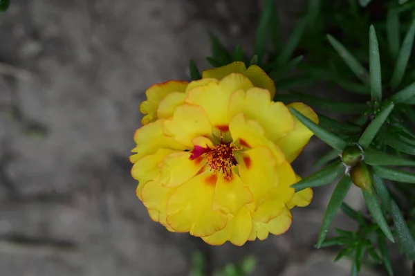 Gyönyörű Sárga Virágok Virágos Koncepció Háttér — Stock Fotó