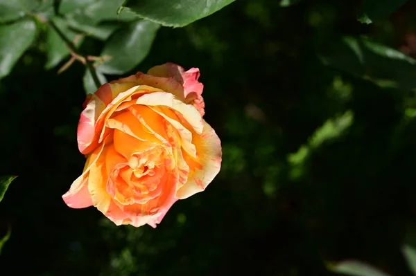 Hermosa Flor Rosa Tierna Jardín — Foto de Stock