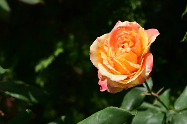 Hermosa Flor Rosa Tierna Jardín —  Fotos de Stock